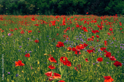 Flowers Red poppies blossom on wild field. Beautiful countryside field red poppies with selective focus blur. Afternoon soft sunlight, sunset. Landscape panorama.