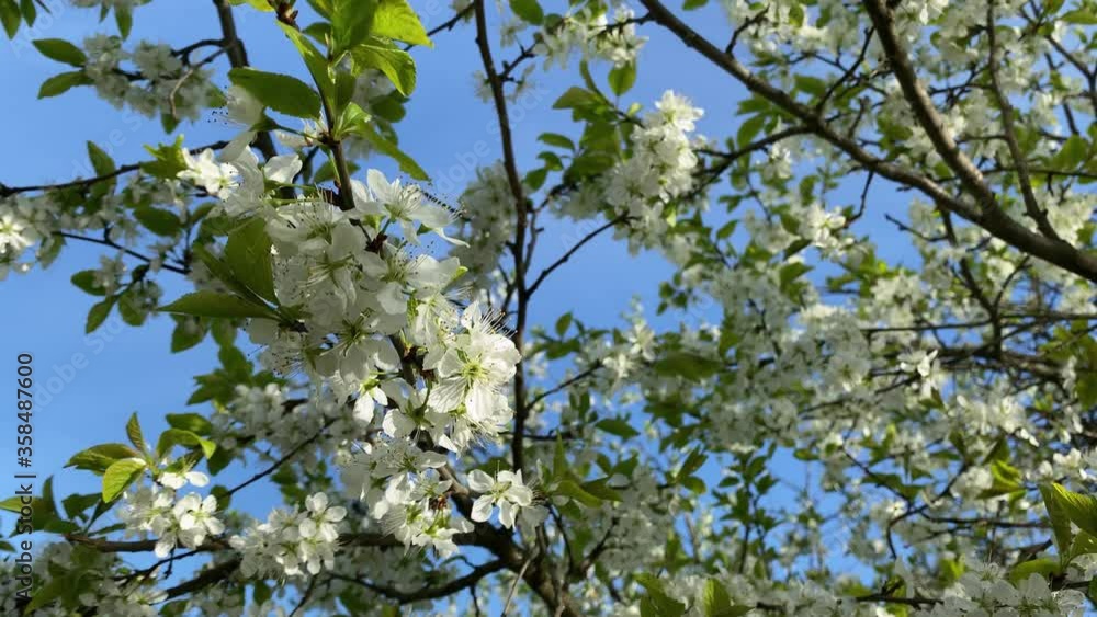beautiful white flowers on a branch against a blue sky beautiful white flowers on a branch against a blue sky