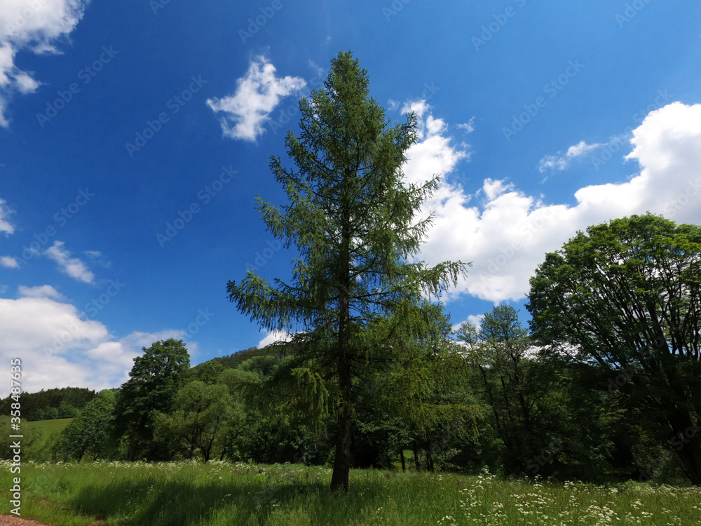 Spruce on le other trees and mountains Spruce on le other trees and mountains