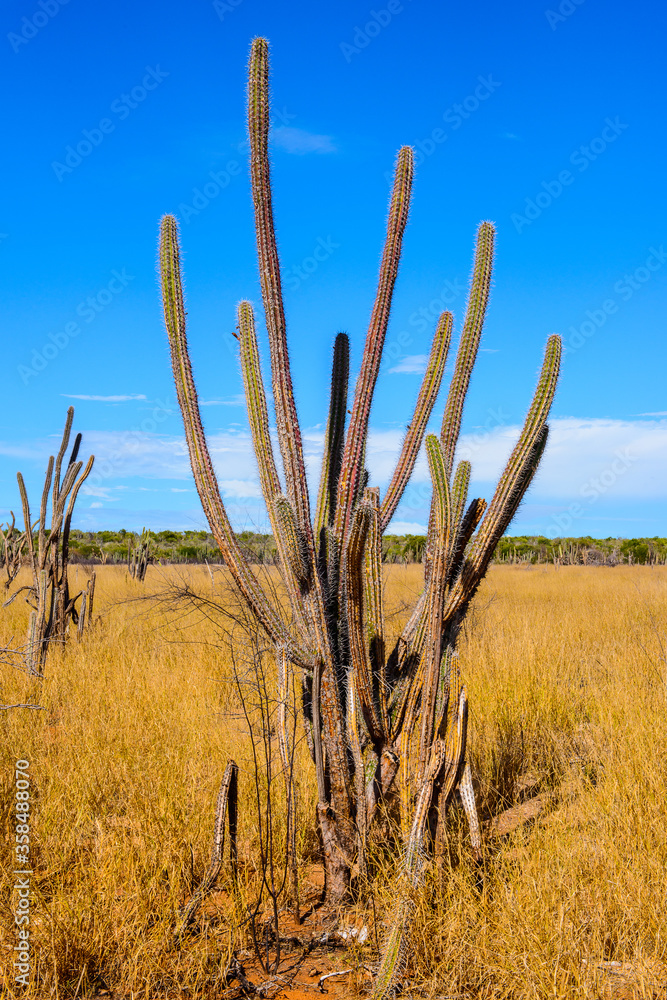 It's Beautiful nature of the Isla Margarita, Venezuela