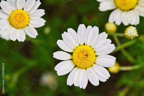 Closeup of bright medicinal chamomile on the field