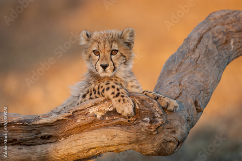 Obraz na plátně Baby Cheetah portrait in golden light in Kruger Park South Africa