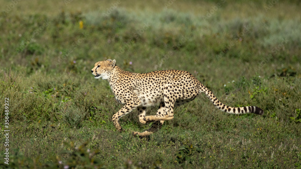 One adult cheetah running on a grassy plain in Ndutu Tanzania One adult cheetah running on a grassy plain in Ndutu Tanzania