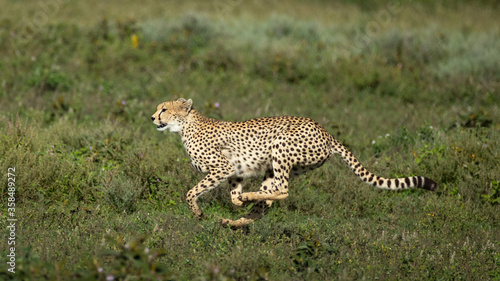 One adult cheetah running on a grassy plain in Ndutu Tanzania © stuporter