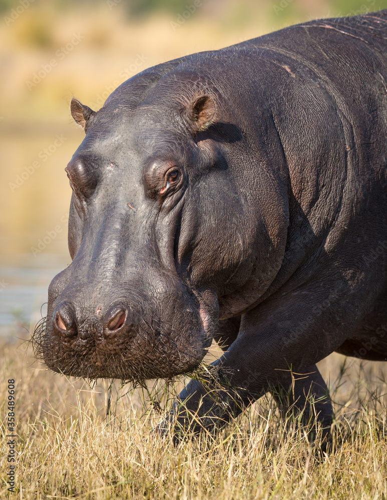 Portrait of adult hippo looking into camera with mouth full of green grass in Chobe River Botswana Portrait of adult hippo looking into camera with mouth full of green grass in Chobe River Botswana