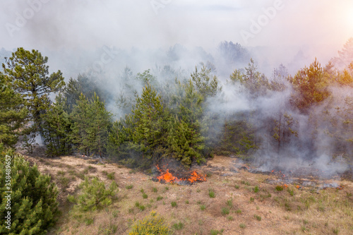 Forest fire in the coniferous forest, aerial view. The human factor that caused the disaster. Shooting from the drone. © yelantsevv