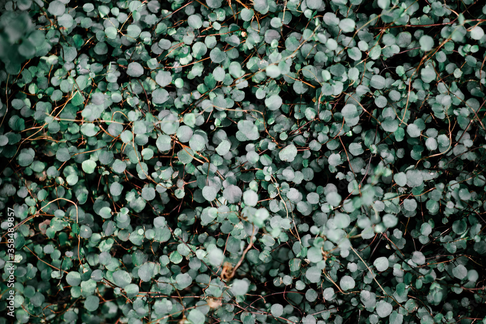 Little green leaves, background. Fresh juicy blue-green leaves. Little green leaves, background. Fresh juicy blue-green leaves.