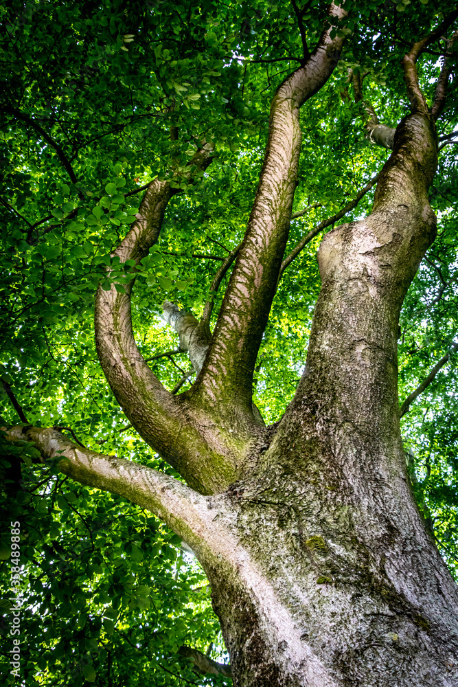 a mystical tree