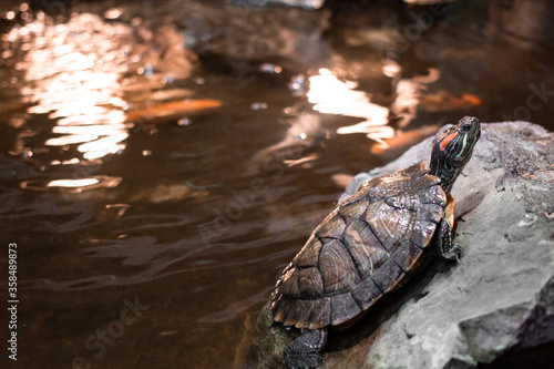 Turtle on the stone. The turtle is sitting on a stone. Close-up, place for text. photo