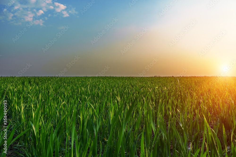 Green field of winter wheat, blue sky and sunset