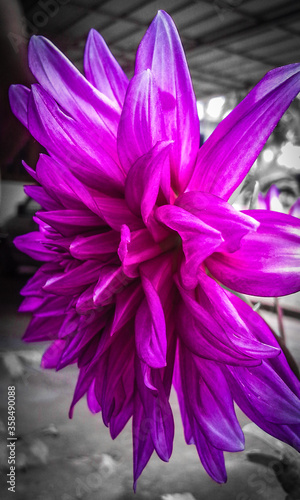 Fototapeta Naklejka Na Ścianę i Meble -  violet flower on black background