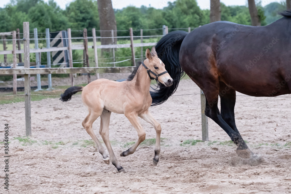 Little yellow foal, galloped next to the mother, one week old, during the day with a countryside landscape Little yellow foal, galloped next to the mother, one week old, during the day with a countryside landscape