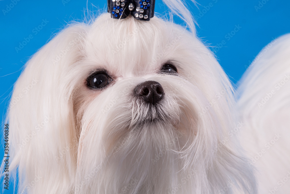 Portrait of Maltese on a blue background. Portrait of Maltese on a blue background.