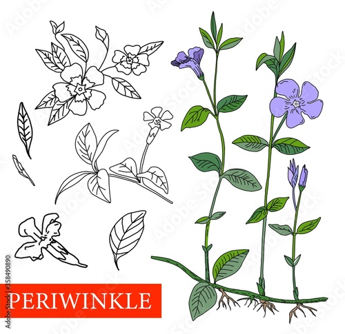 V nca m nor. Medical plants.V nca Wildflowers blue flowers
