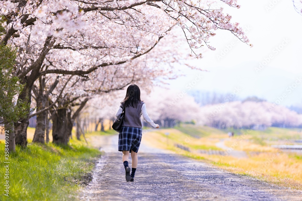 女子学生、桜並木を歩く