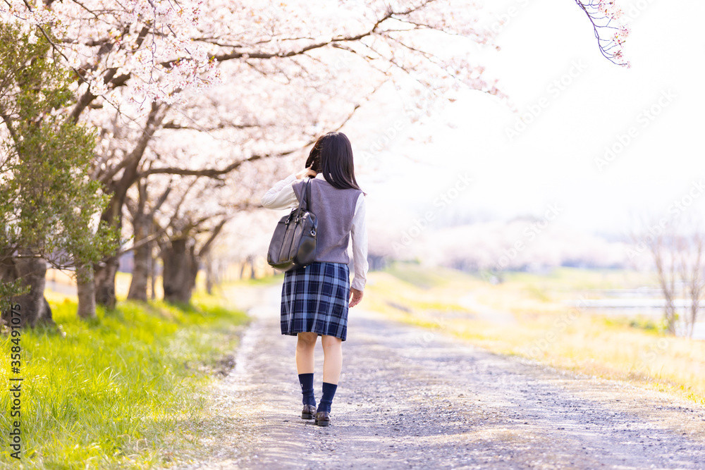 女子学生、桜並木を歩く