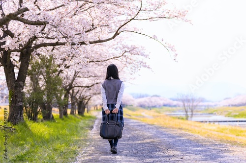 Obraz na płótnie 女子学生、桜並木を歩く w salonie