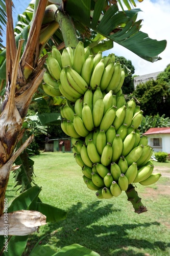 a banana tree on Praslin Island, Seychelles, October