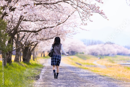Obraz na płótnie 女子学生、桜並木を歩く w salonie