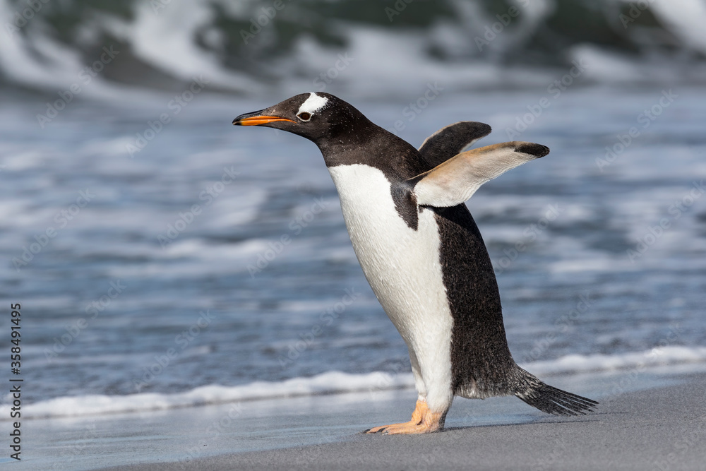 Fototapeta premium Gentoo Penguin stretching and flapping flippers