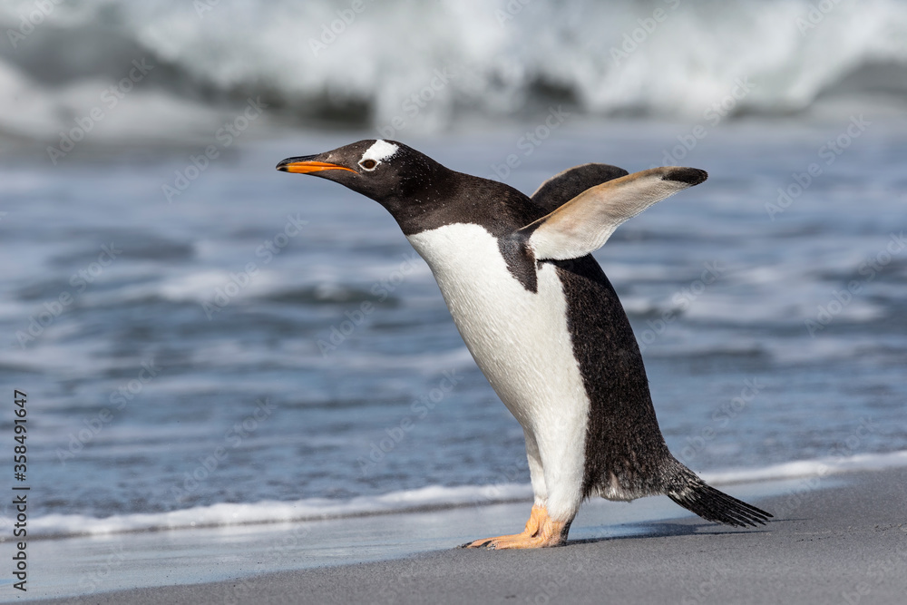 Fototapeta premium Gentoo Penguin stretching and flapping flippers