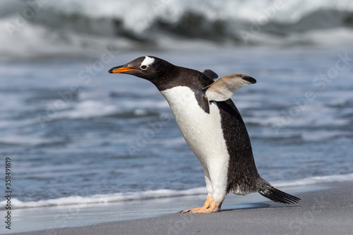 Gentoo Penguin stretching and flapping flippers