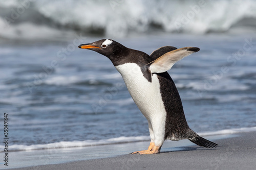 Gentoo Penguin stretching and flapping flippers © David