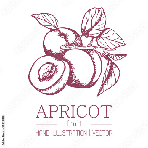 Apricot on a branch isolated background. Concept of packing apricot jam and juice. Sweet fruit. Vitamins in apricots. Vector.