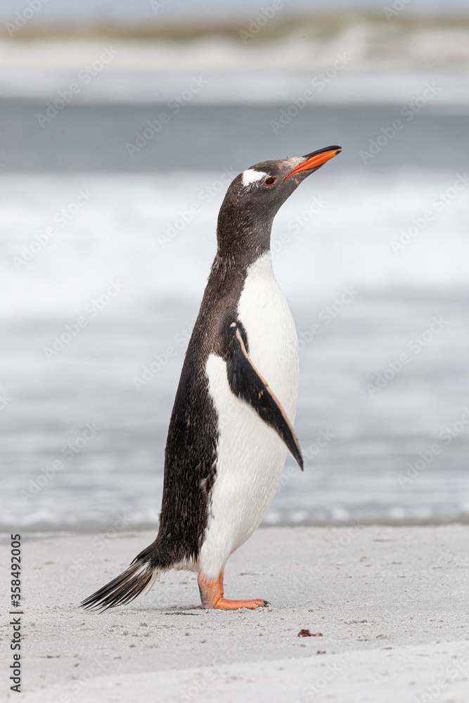 Naklejka premium Gentoo Penguin shaking down after returning from the sea