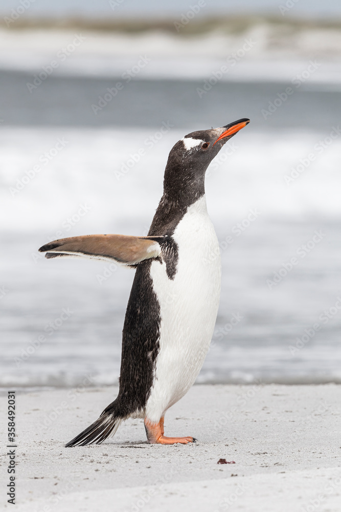 Fototapeta premium Gentoo Penguin shaking down after returning from the sea