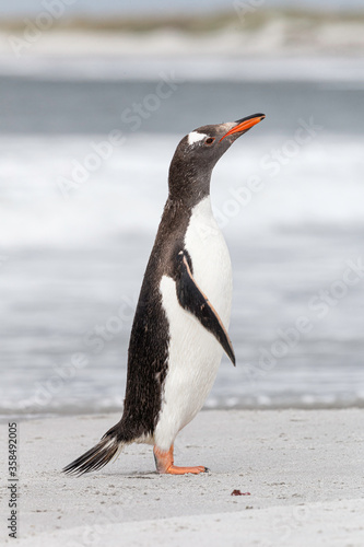 Gentoo Penguin shaking down after returning from the sea