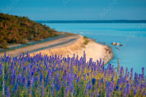 Blooming summer wildflowers Blueweed, Echium vulgare with coastal landscape int he background on the island of Gotland in Sweden photo