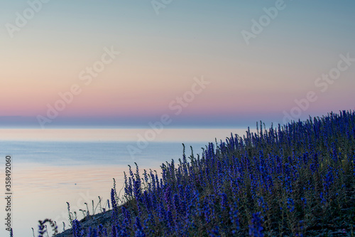 Fototapeta Naklejka Na Ścianę i Meble -  Blooming summer wildflowers Blueweed, Echium vulgare with ocean and sunset sky in the background on the island of Gotland, Sweden