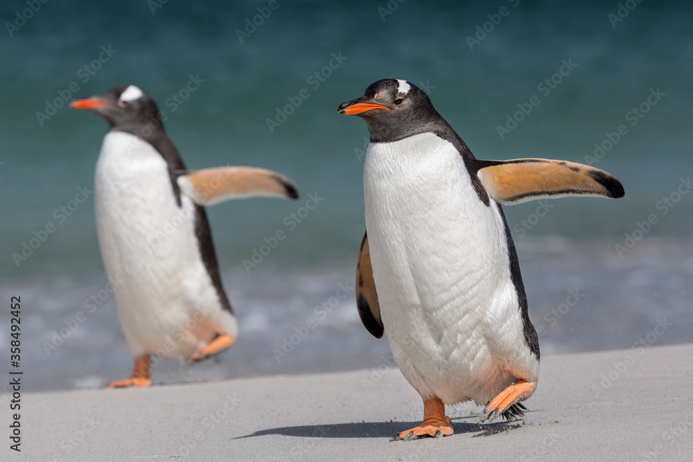 Naklejka premium Gentoo Penguins walking along the beach