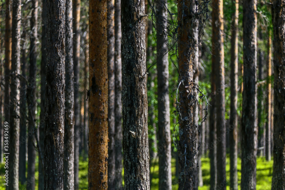 Jokkmokk, Sweden A forest of pine