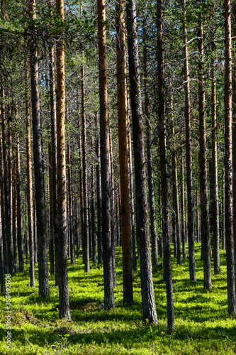 Fototapeta Naklejka Na Ścianę i Meble -  Jokkmokk, Sweden A forest of pine
