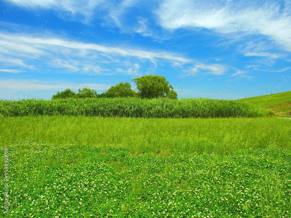 Obraz premium 初夏のシロツメクサ咲く江戸川河川敷風景