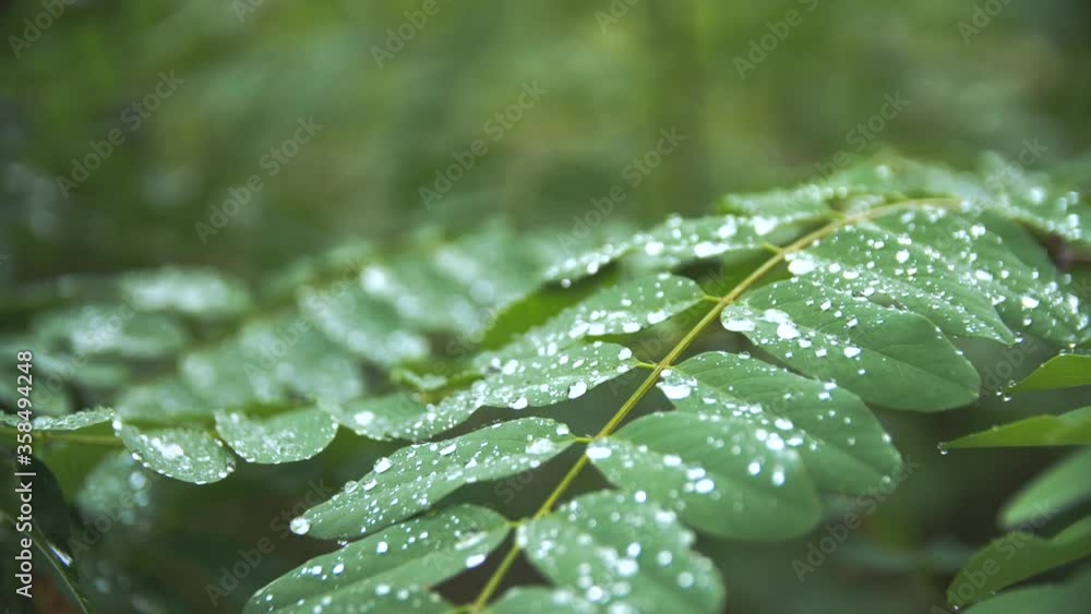 Raindrops on green leaves in a forest at a rainy day - 4k slow motion Raindrops on green leaves in a forest at a rainy day - 4k slow motion