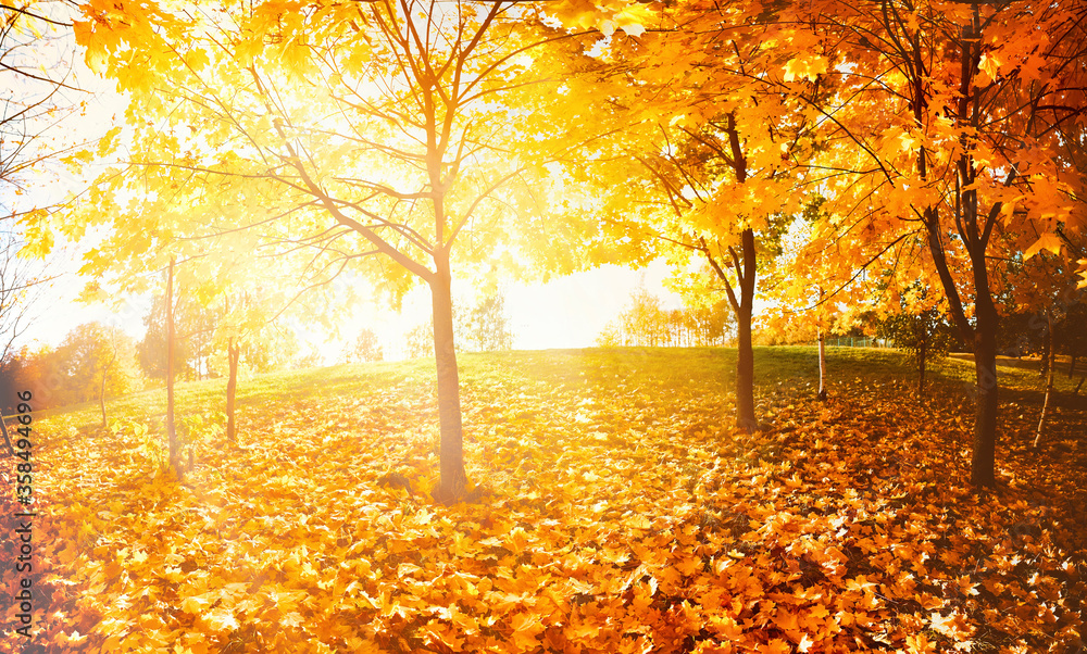 Beautiful autumn forest with a carpet of fallen orange leaves and maple trees in bright yellow sunlight in nature.
