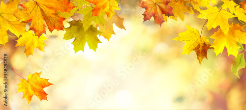 Autumn background with border of orange, gold and red maple leaves on nature on background of sunlight with soft blurred beautiful bokeh.