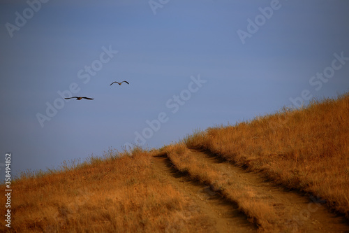 field road in the fall. birds fly over the hills. © Oleksandr