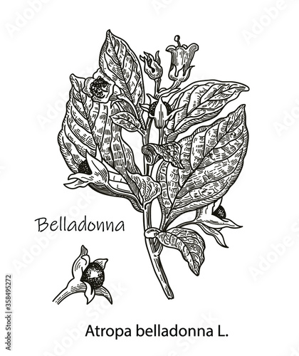 Botanical vector illustration of Belladonna. Hand drawn sketch of poisonous plant - Atropa belladonna. Dangerous beautiful flowers
