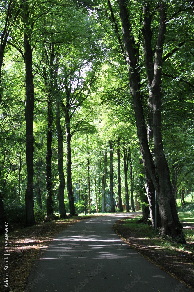 Fototapeta premium road in the woods