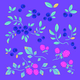 beautiful pattern, wild berries on a blue background
