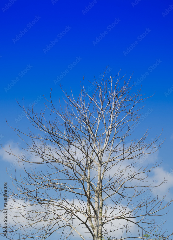 Autumn, bright sky. Autumn, bright sky.