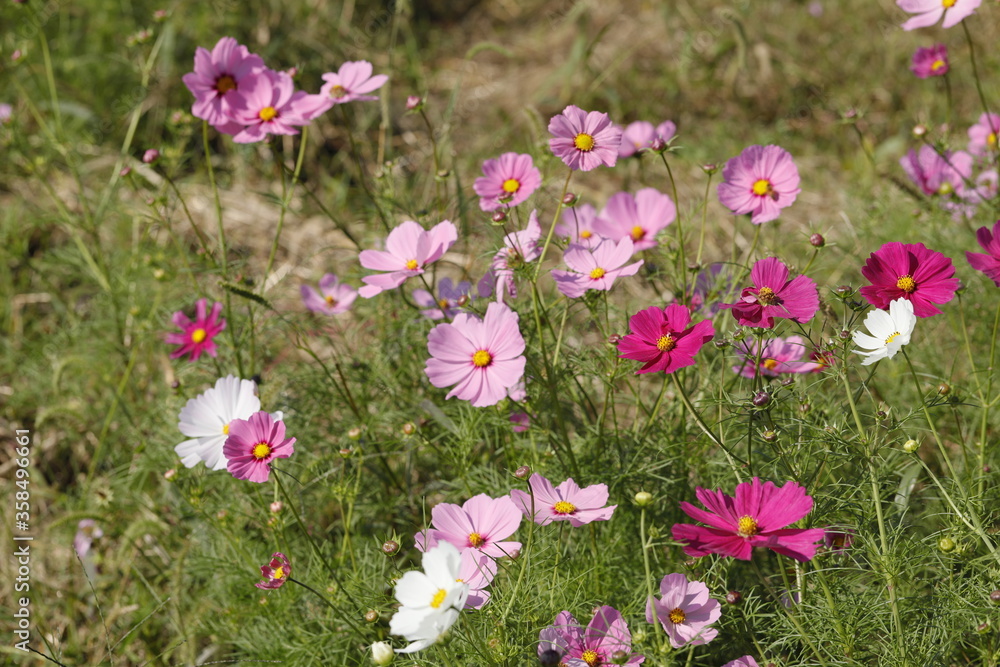 関ケ原のコスモス風景　関ケ原合戦城跡　コスモス風景　関ケ原の秋風景　コスモスの花