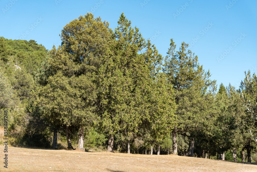 Fototapeta premium Templar hermitage of San Bartolome and natural park of the Cañon del Rio Lobos in Soria