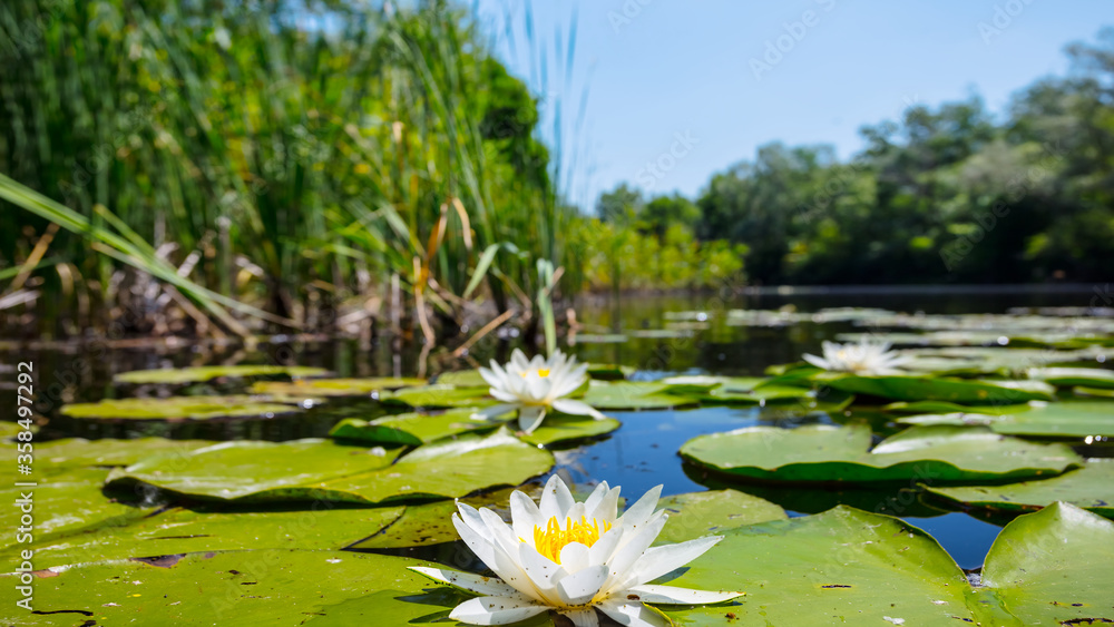closeup beautiful white water lily floating on a lake, outdoor summer background closeup beautiful white water lily floating on a lake, outdoor summer background