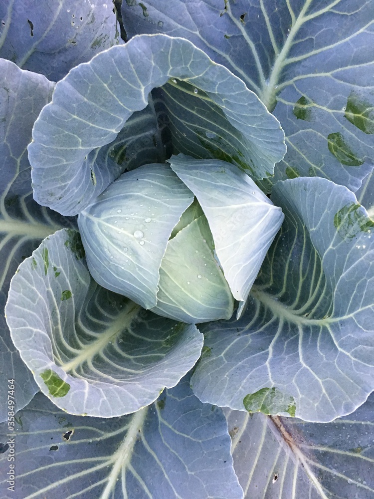 Obraz premium close-up of cabbage in the garden