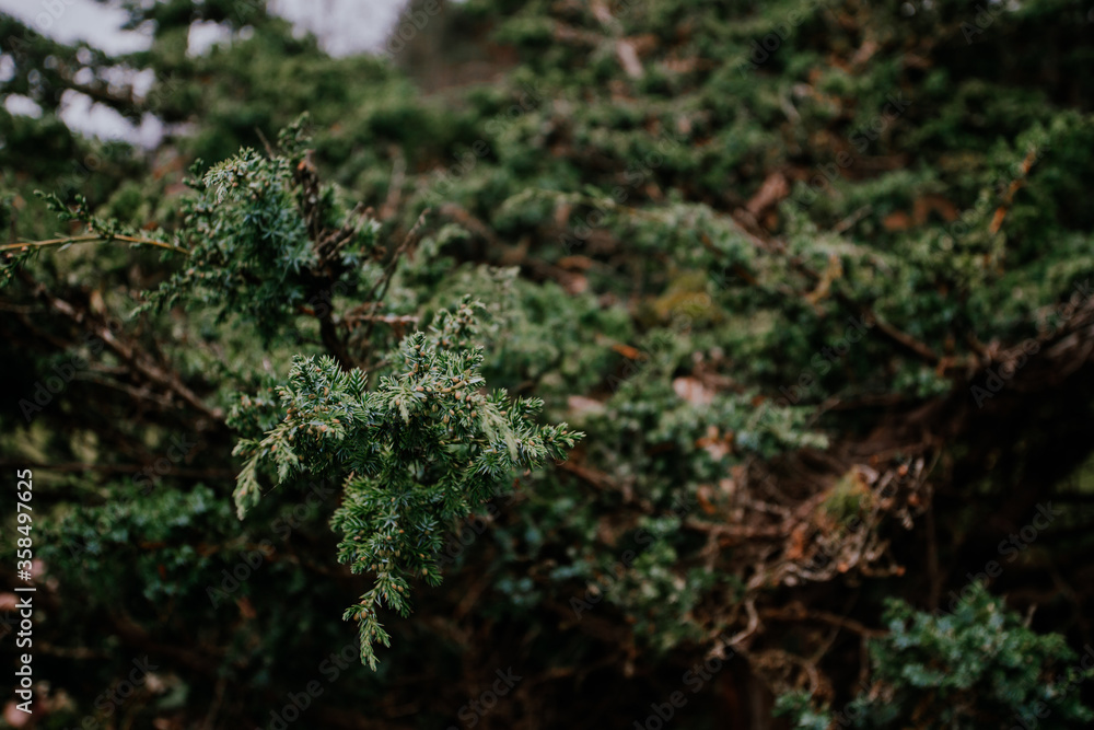 A tree of juniper with saturation green color and beautiful texture. A tree of juniper with saturation green color and beautiful texture.